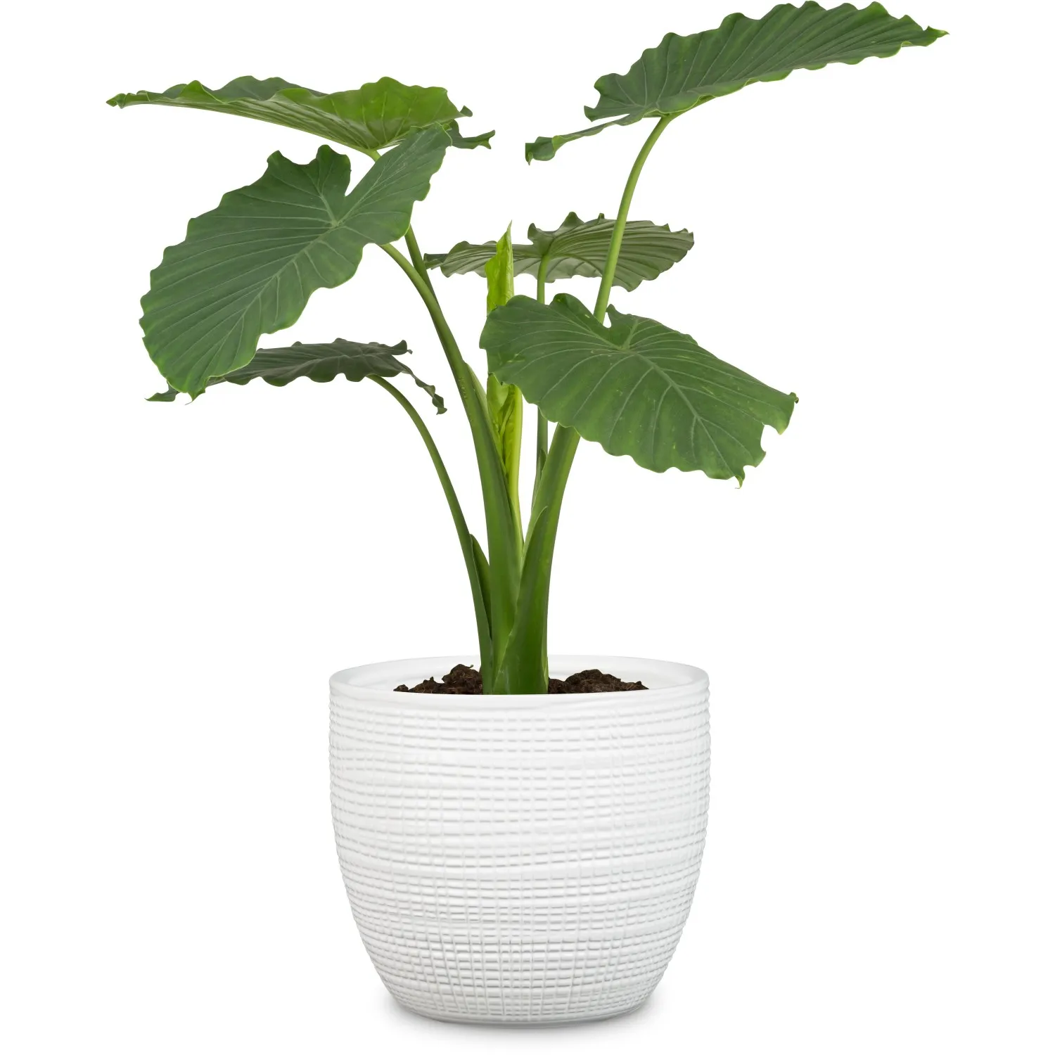 Portavaso da interno Scheurich 866 Ø 25 cm Panna