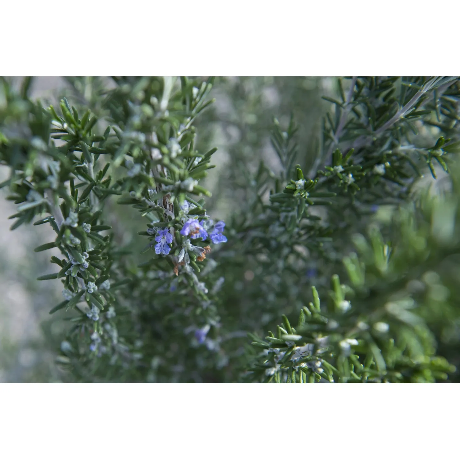 Rosmarino officinalis 