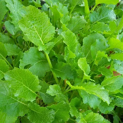 Seme di cima di rapa a foglia liscia centoventina 